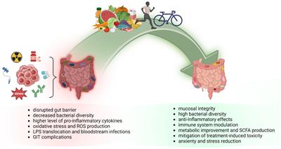 Diet-driven microbiome changes and physical activity in cancer patients